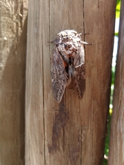 Platypleura capensis