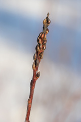 Salix acutifolia