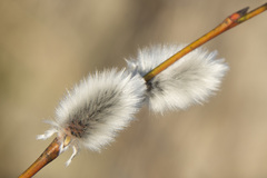 Salix acutifolia