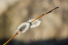 Salix acutifolia