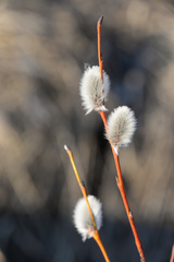 Salix acutifolia