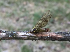 Ephemera vulgata