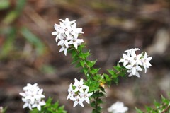 Epacris pulchella