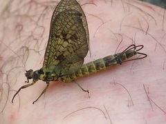 Ephemera vulgata