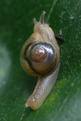 Helicarion perfragilis
