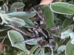 Lycosa hispanica