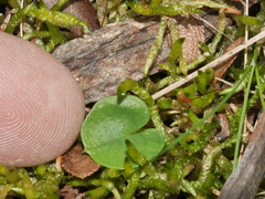Corybas sulcatus