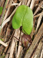 Corybas sulcatus