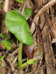 Corybas sulcatus
