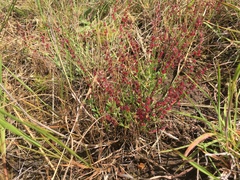 Gonocarpus serpyllifolius