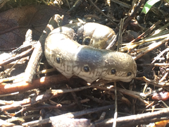 Proserpinus terlooii