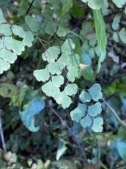 Adiantum aethiopicum
