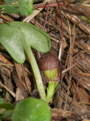 Corybas sulcatus