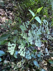Adiantum aethiopicum