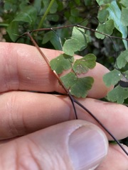 Adiantum aethiopicum