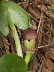 Corybas sulcatus
