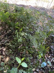 Adiantum aethiopicum