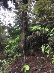 Geniostoma ligustrifolium ligustrifolium