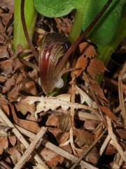 Corybas sulcatus