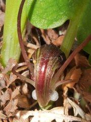Corybas sulcatus