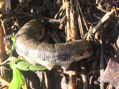 Proserpinus terlooii