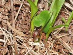 Corybas sulcatus