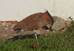 Gorsachius melanolophus