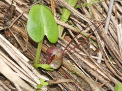 Corybas sulcatus