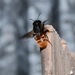 Megachile ustulata - Photo (c) widebrownland, μερικά δικαιώματα διατηρούνται (CC BY-NC), uploaded by widebrownland