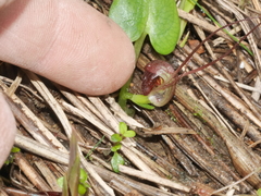 Corybas sulcatus