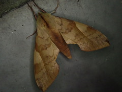 Clanis bilineata