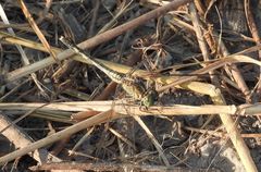 Diplacodes trivialis