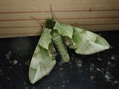 Callambulyx tatarinovii