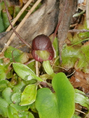 Corybas sulcatus