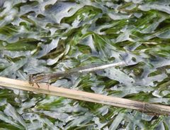 Ischnura senegalensis