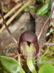 Corybas sulcatus