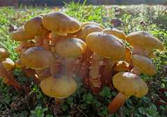 Armillaria mellea