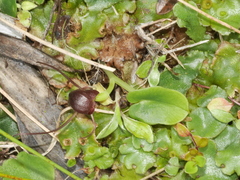 Corybas sulcatus