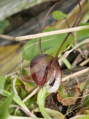 Corybas sulcatus