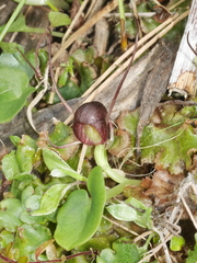 Corybas sulcatus
