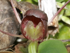 Corybas sulcatus