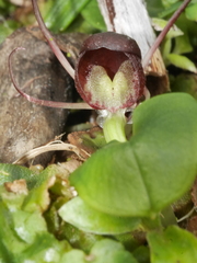Corybas sulcatus