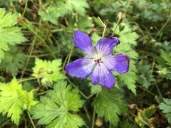 Geranium wallichianum