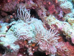 Phyllodesmium briareum