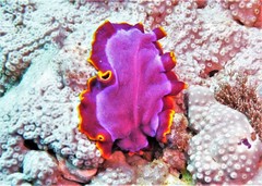 Pseudoceros ferrugineus