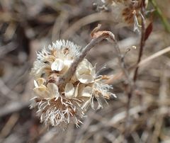Antennaria dioica