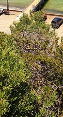 Nitraria billardierei