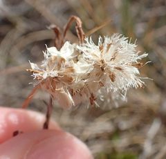 Antennaria dioica