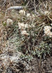 Antennaria dioica