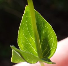 Hypericum richeri burseri